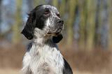 SETTER ANGLAIS 024